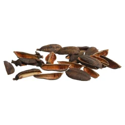 Online Article De Dispersion Naturel Seedpod Idées De Cadeaux