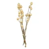 Hot Bouquet De Fleurs Sechees Carlina Fleurs Individuelles