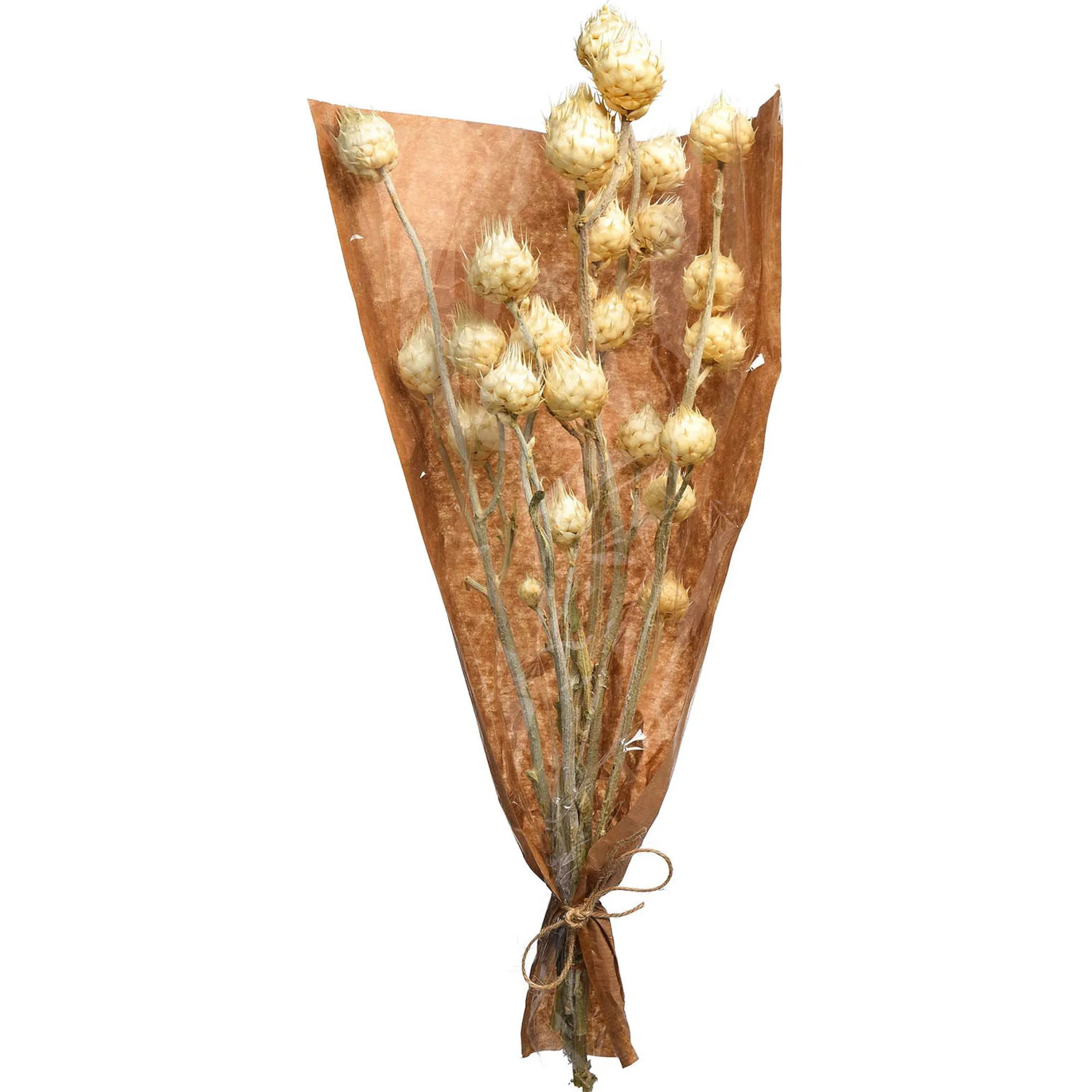 Hot Bouquet De Fleurs Sechees Carlina Fleurs Individuelles