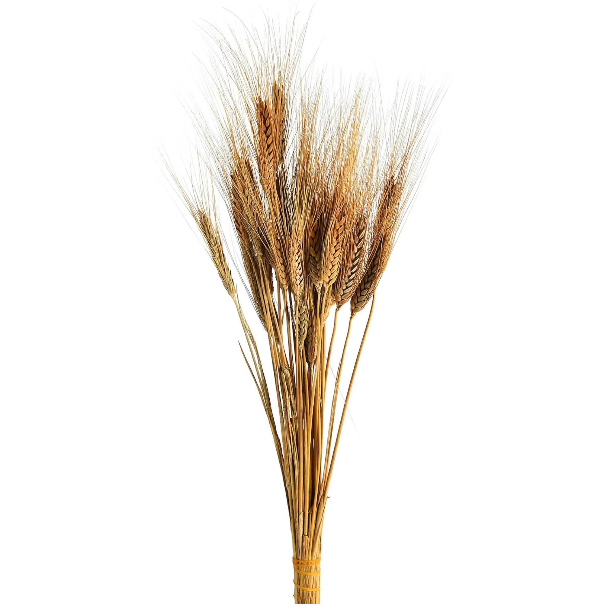 Shop Bouquet De Fleurs Sechees Epis Fleurs Individuelles