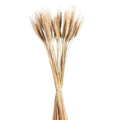 Discount Bouquet De Fleurs Sechees Epis Fleurs Individuelles