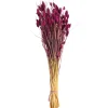 Sale Bouquet De Fleurs Sechees Phalaris Fleurs Individuelles