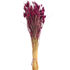 Sale Bouquet De Fleurs Sechees Phalaris Fleurs Individuelles