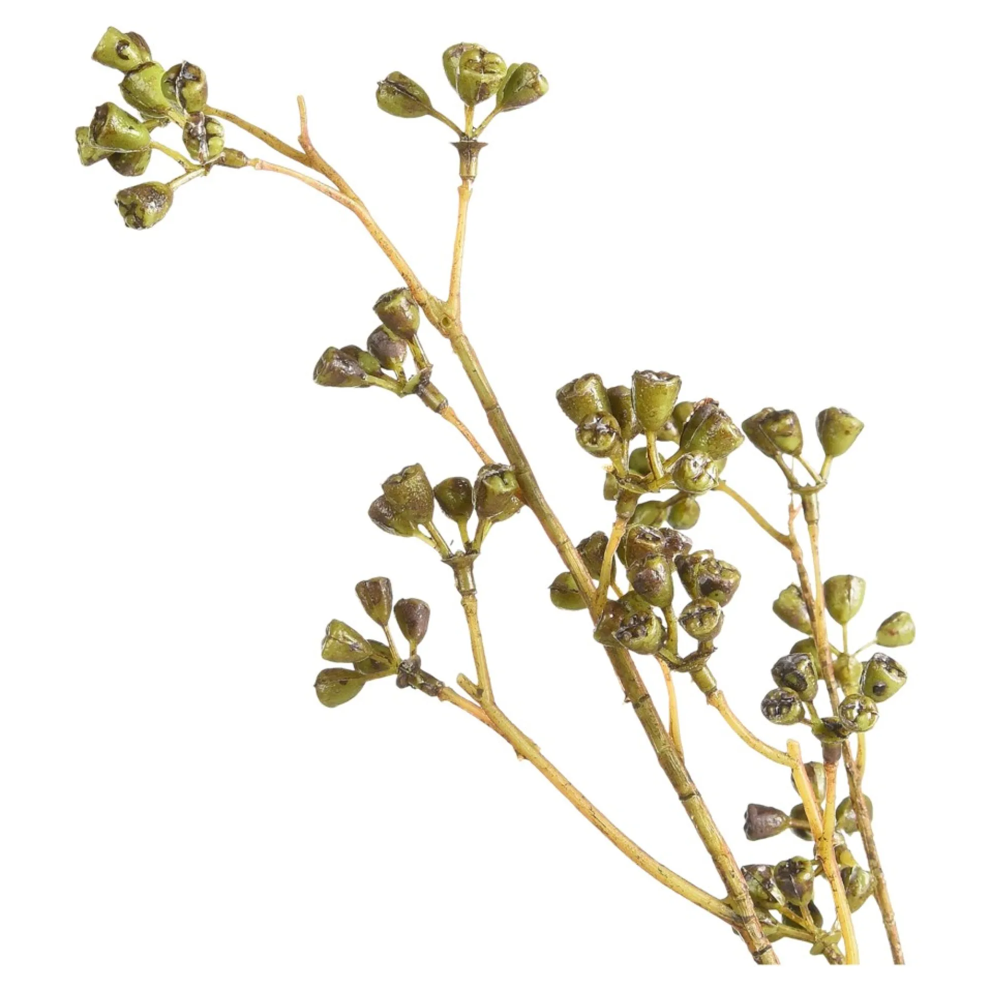 Best Branche Artistique Bourgeon D'Eucalyptus Fleurs Individuelles