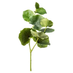 Store Branche Artistique Eucalyptus Fleurs Individuelles