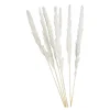 Store Fagot Sec D'Herbe De La Pampa Fleurs Individuelles