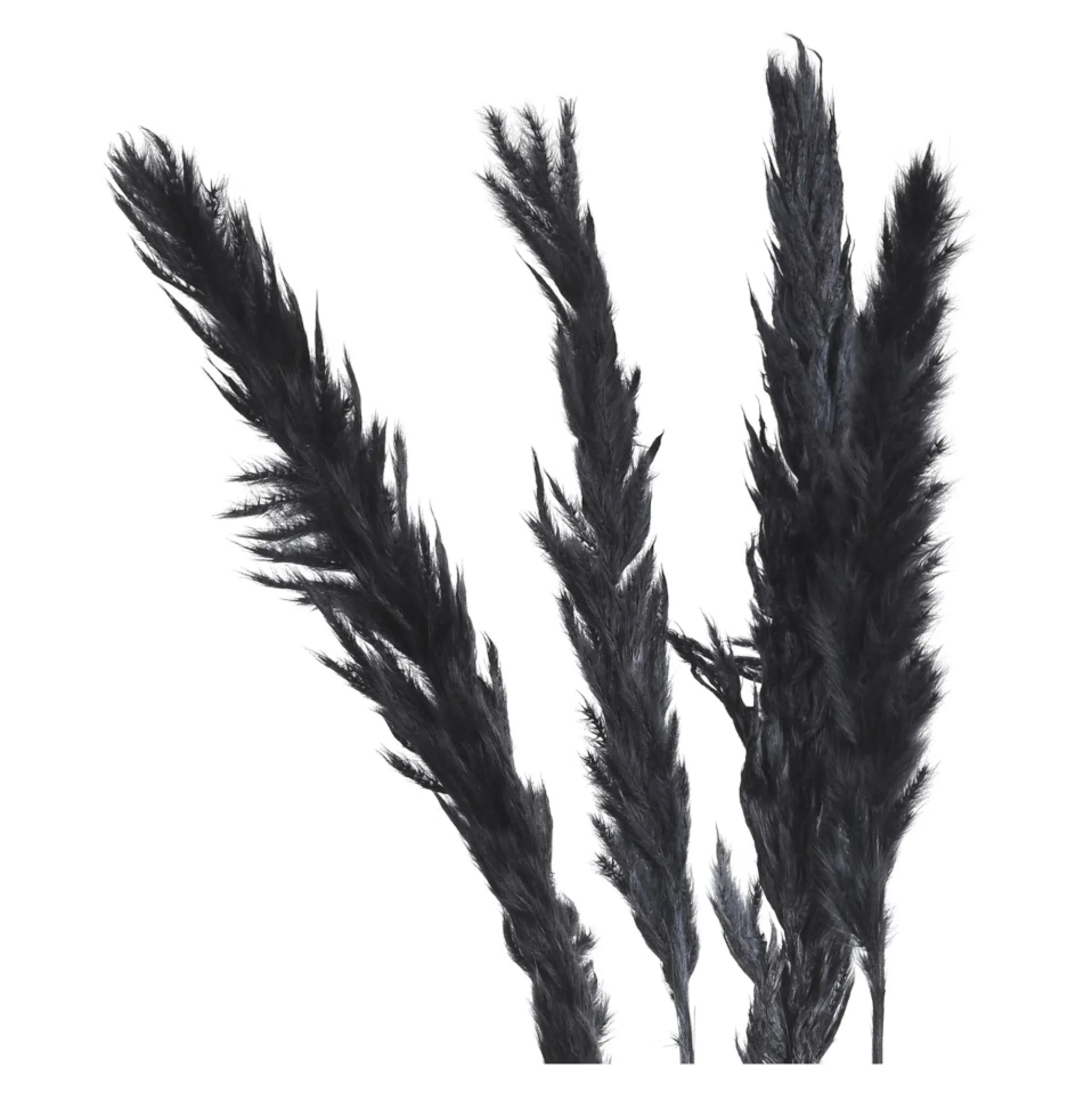 Clearance Fagot Sec D'Herbe De La Pampa Fleurs Individuelles