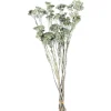 Outlet Fagots Secs Achillea Fleurs Individuelles