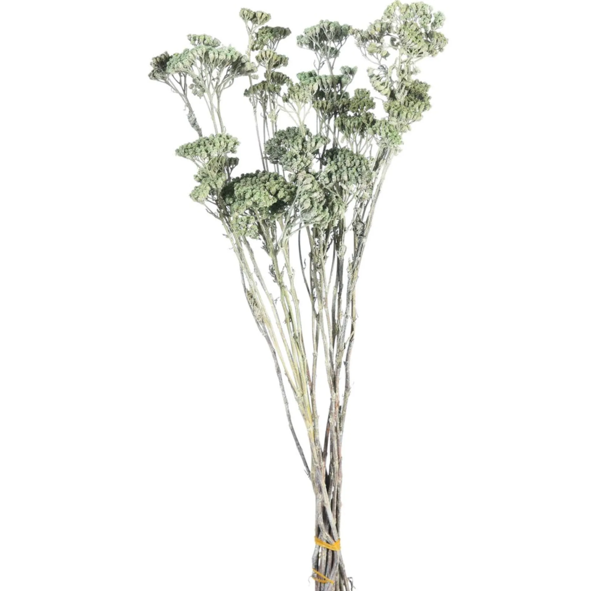 Outlet Fagots Secs Achillea Fleurs Individuelles