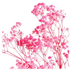 Flash Sale Fagots Secs De Gypsophile Fleurs Individuelles