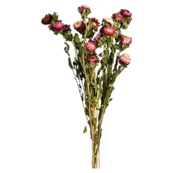Discount Fagots Secs D'Immortelles Idées De Cadeaux