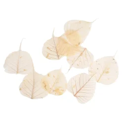 Cheap Feuilles De Squelette Sechees Idées De Cadeaux