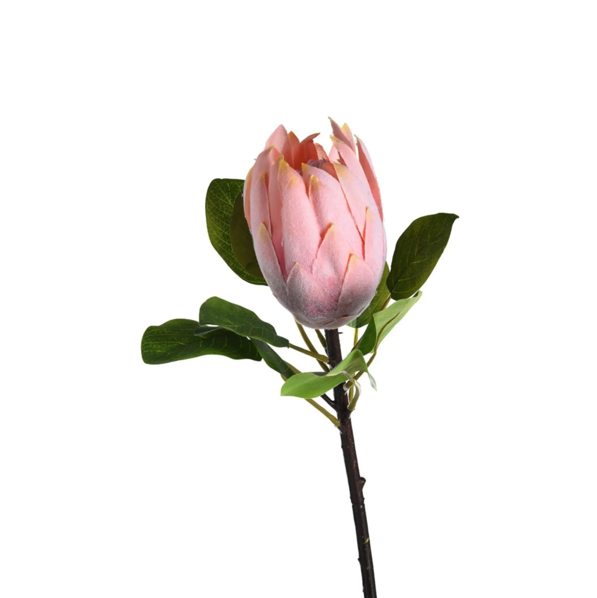 Best Sale Fleur De Tige Artificielle Protea Idées De Cadeaux