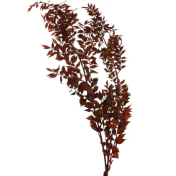Flash Sale Fleur Sechee De Ruscus Fleurs Individuelles
