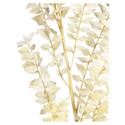 Shop Fleur Sechee De Ruscus Idées De Cadeaux