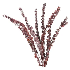 Best Fleur Sechee Eucalyptus Fleurs Individuelles