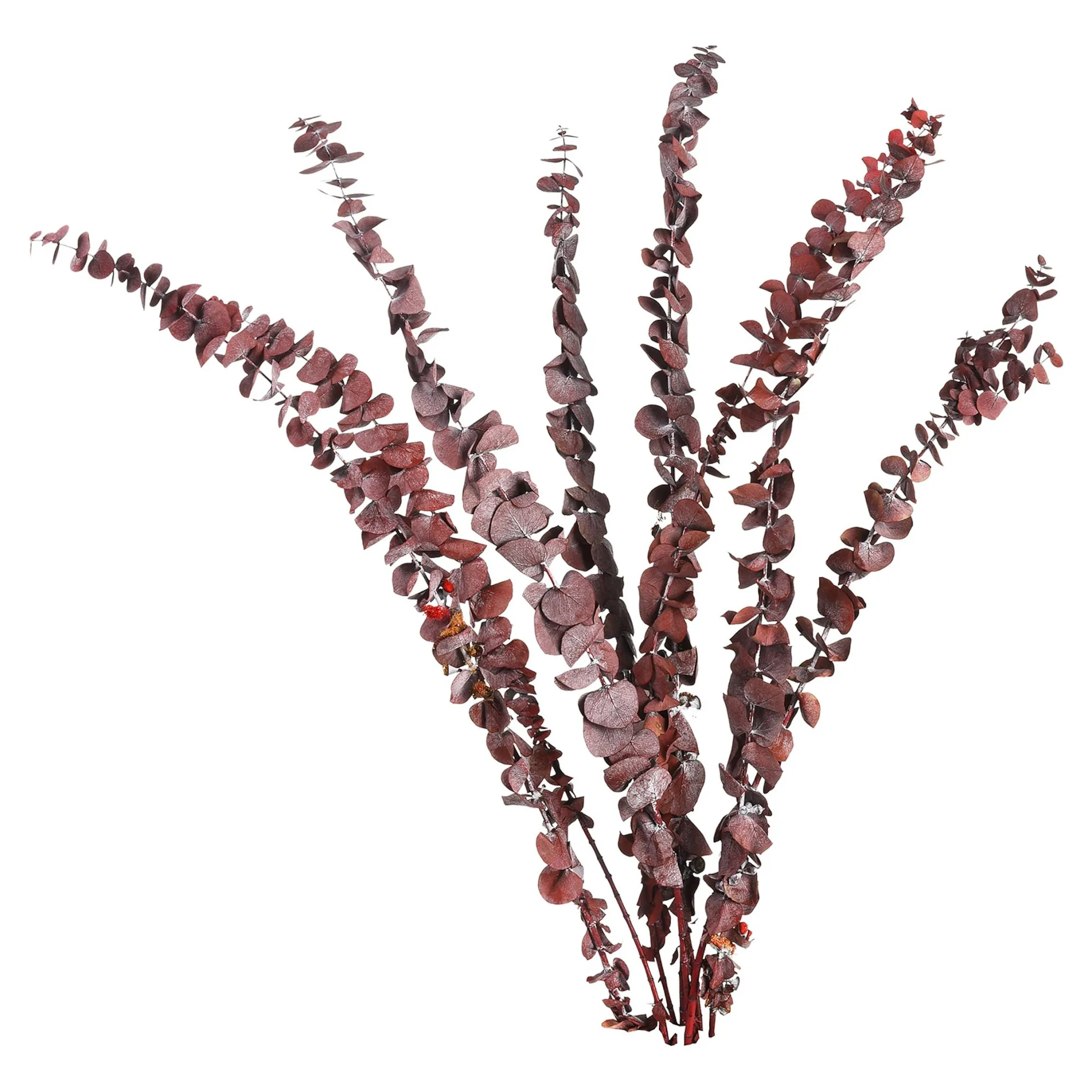 Best Fleur Sechee Eucalyptus Fleurs Individuelles
