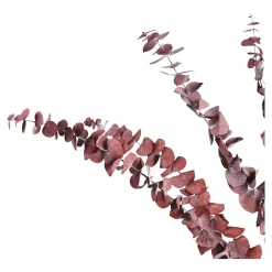 Best Fleur Sechee Eucalyptus Fleurs Individuelles