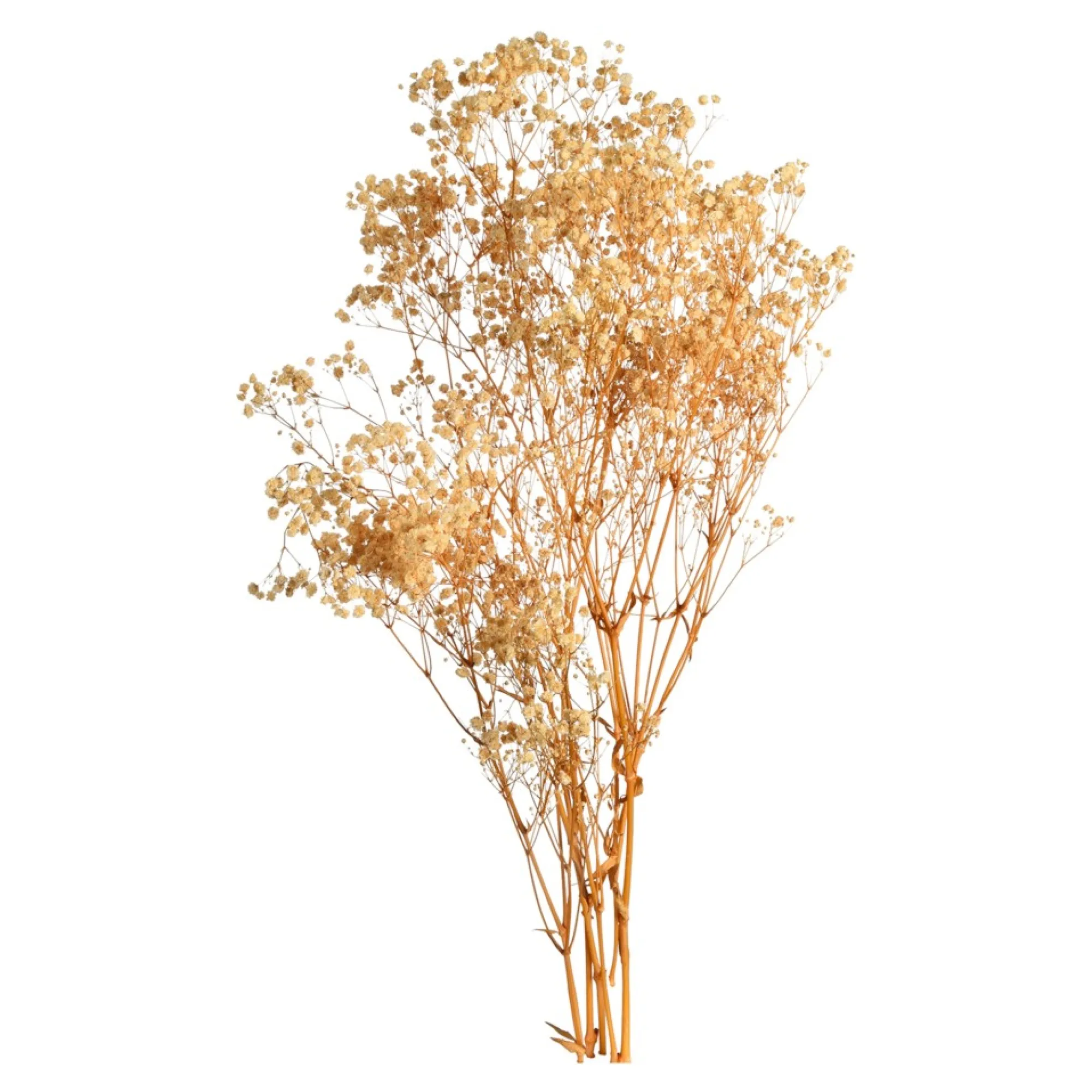 Store Fleur Sechee Gypsophilia Fleurs Individuelles