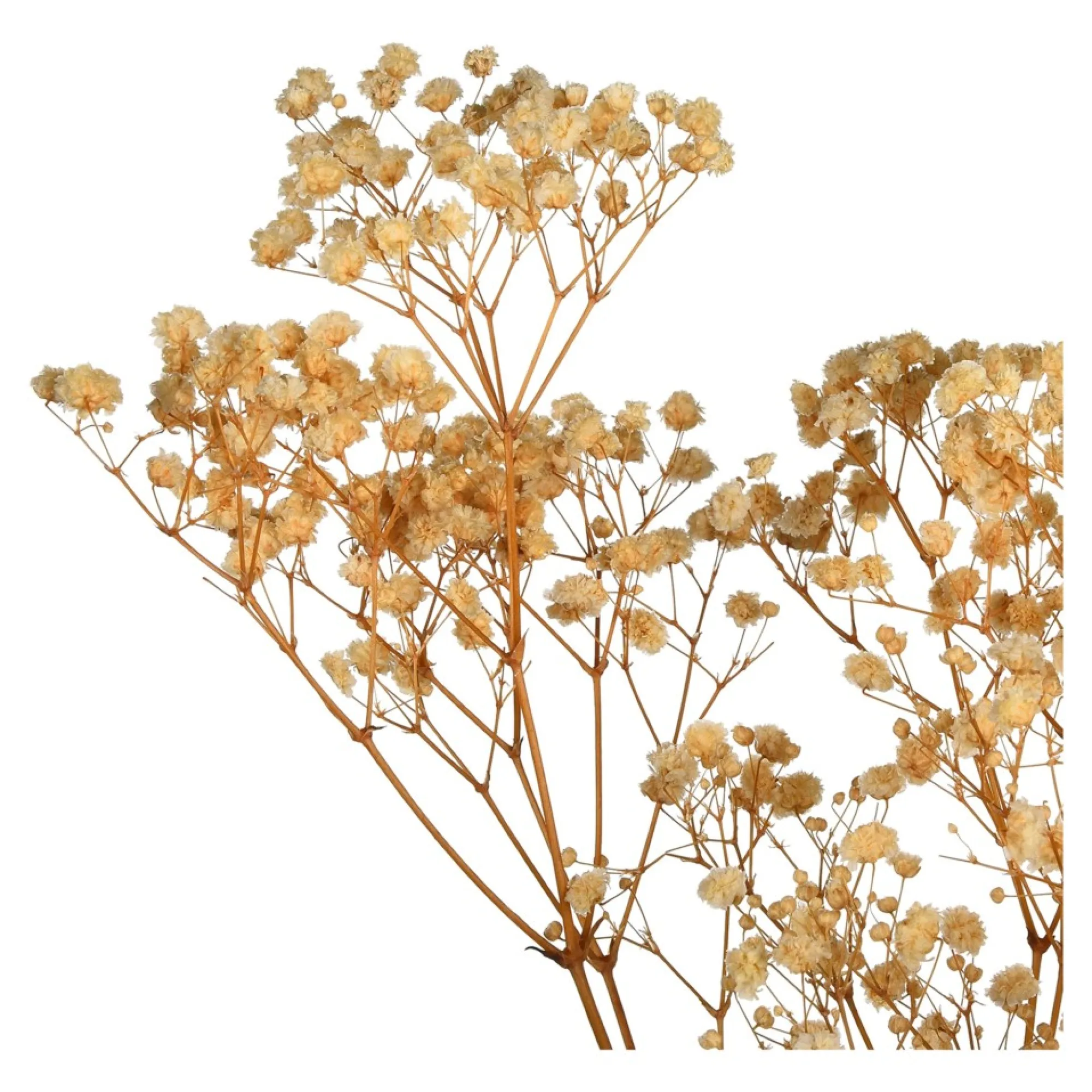 Store Fleur Sechee Gypsophilia Fleurs Individuelles