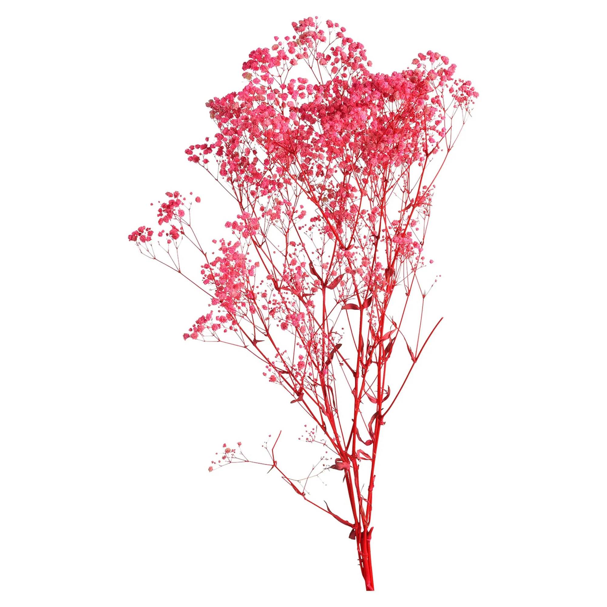 Sale Fleur Sechee Gypsophilia Fleurs Individuelles