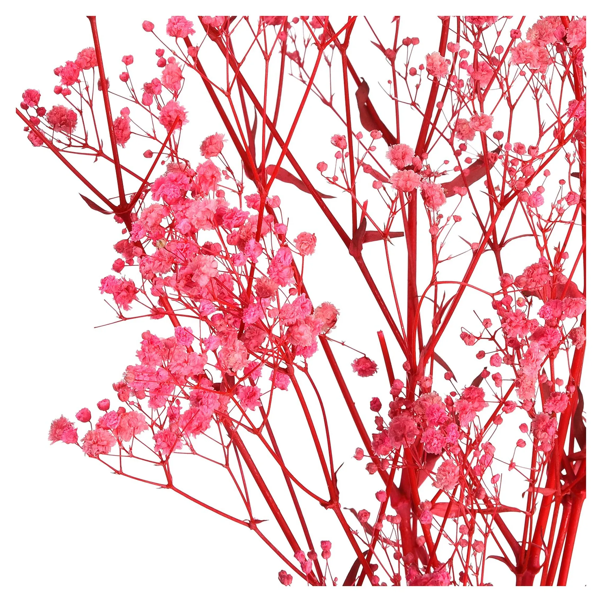 Sale Fleur Sechee Gypsophilia Fleurs Individuelles