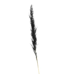 Shop Fleur Sechee Herbe De La Pampa Fleurs Individuelles
