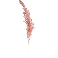 Sale Fleur Sechee Herbe De La Pampa Fleurs Individuelles