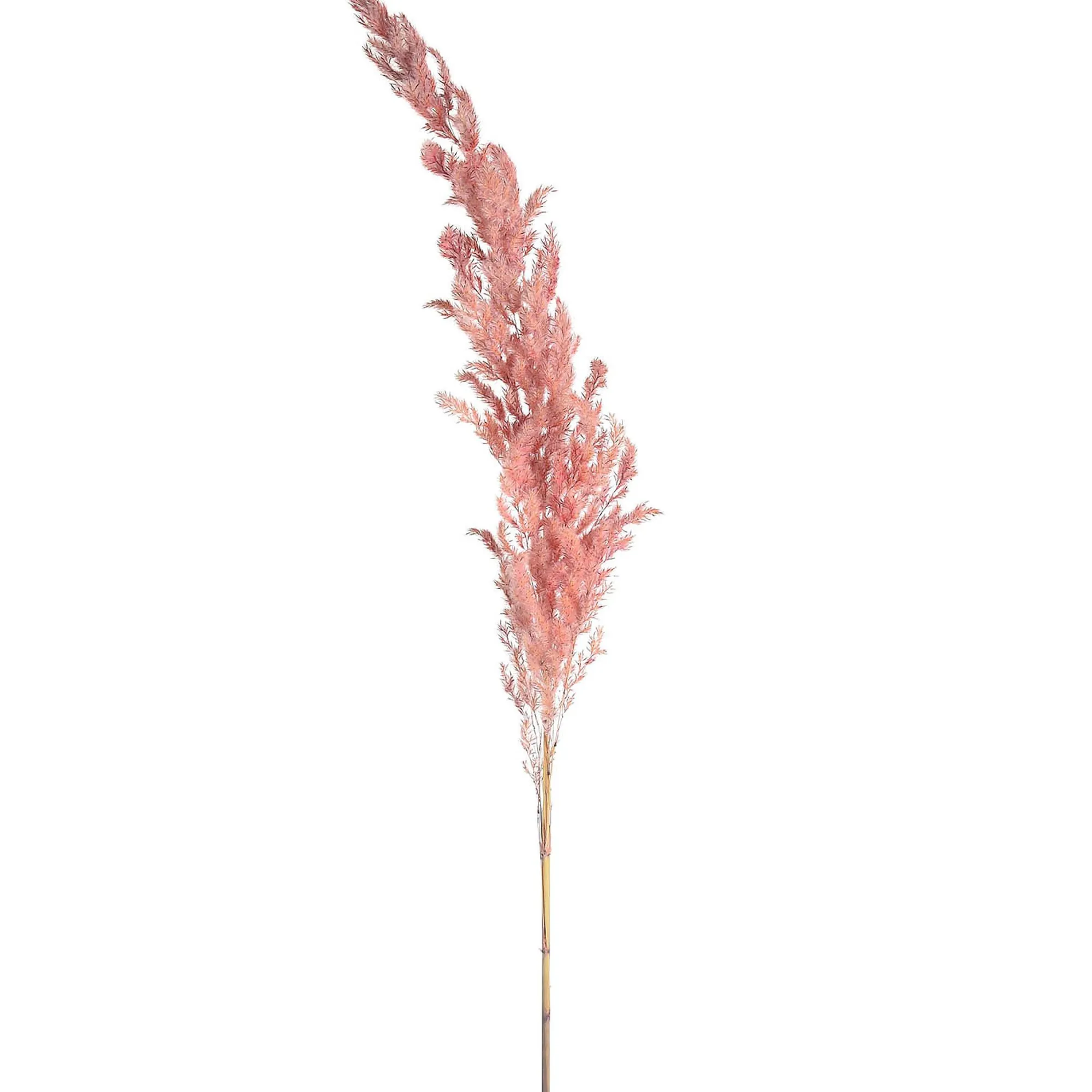 Sale Fleur Sechee Herbe De La Pampa Fleurs Individuelles