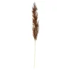 New Fleur Sechee Herbe De La Pampa Idées De Cadeaux
