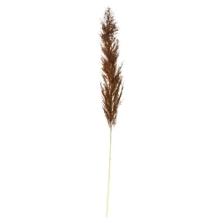 New Fleur Sechee Herbe De La Pampa Idées De Cadeaux