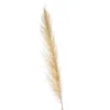 Store Fleur Sechee Herbe De La Pampa Idées De Cadeaux