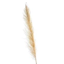Store Fleur Sechee Herbe De La Pampa Idées De Cadeaux