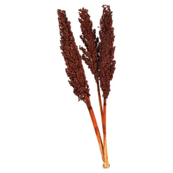 Best Sale Fleur Sechee Indian Corn Fleurs Individuelles