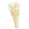 Discount Fleur Sechee Pois Paternoster Idées De Cadeaux