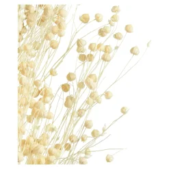 Discount Fleur Sechee Pois Paternoster Idées De Cadeaux