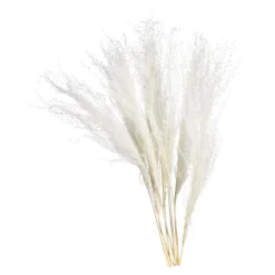 Clearance Fleur Seche Roseau Idées De Cadeaux