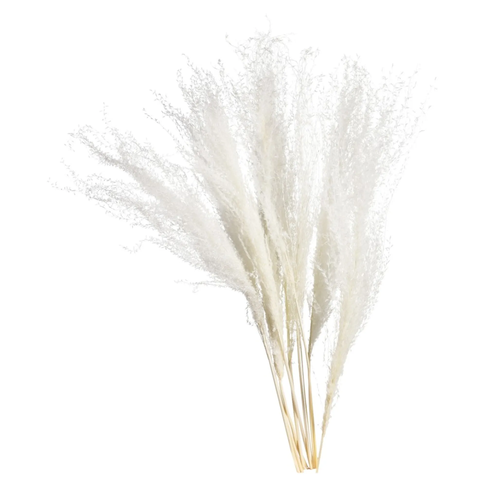 Clearance Fleur Seche Roseau Idées De Cadeaux