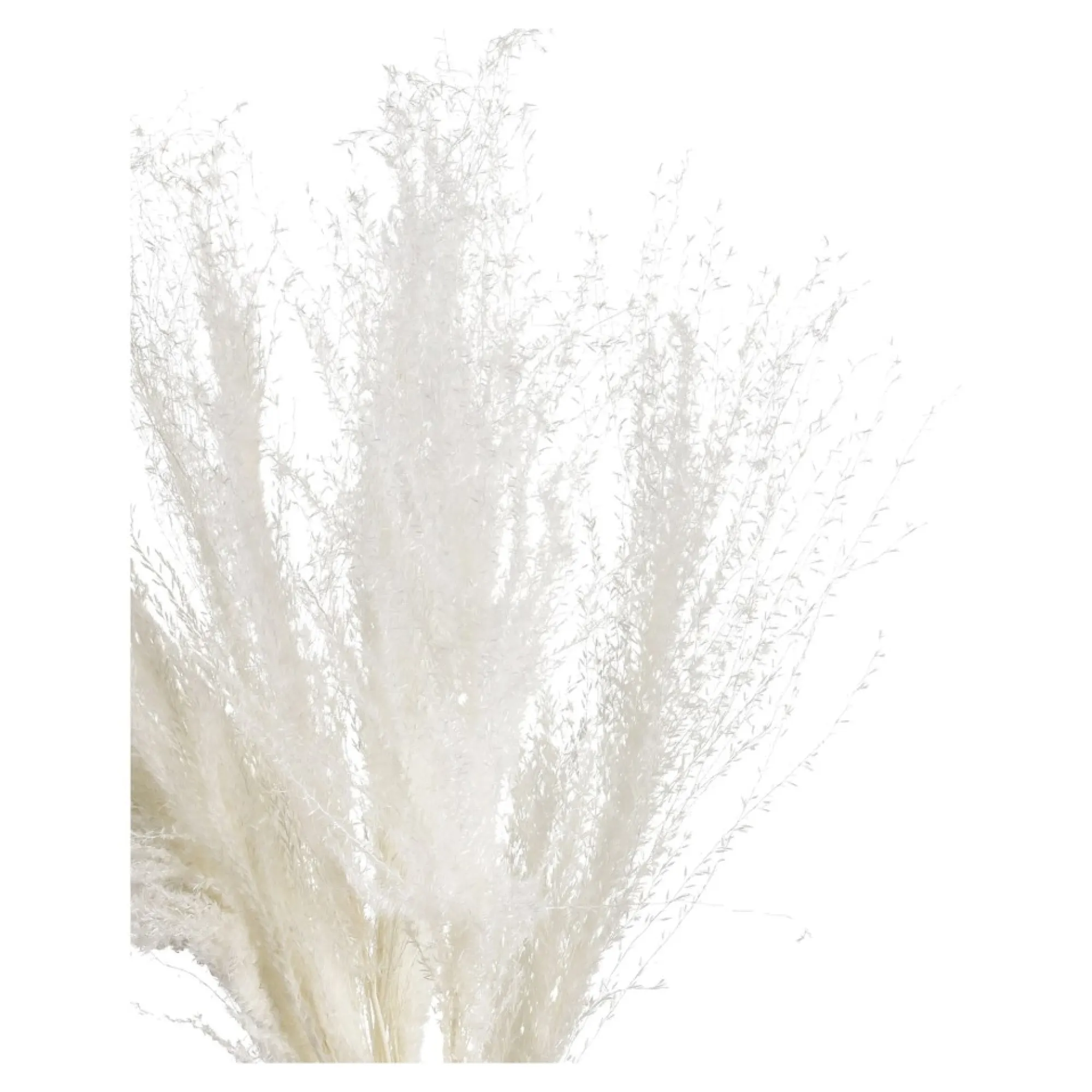 Clearance Fleur Seche Roseau Idées De Cadeaux