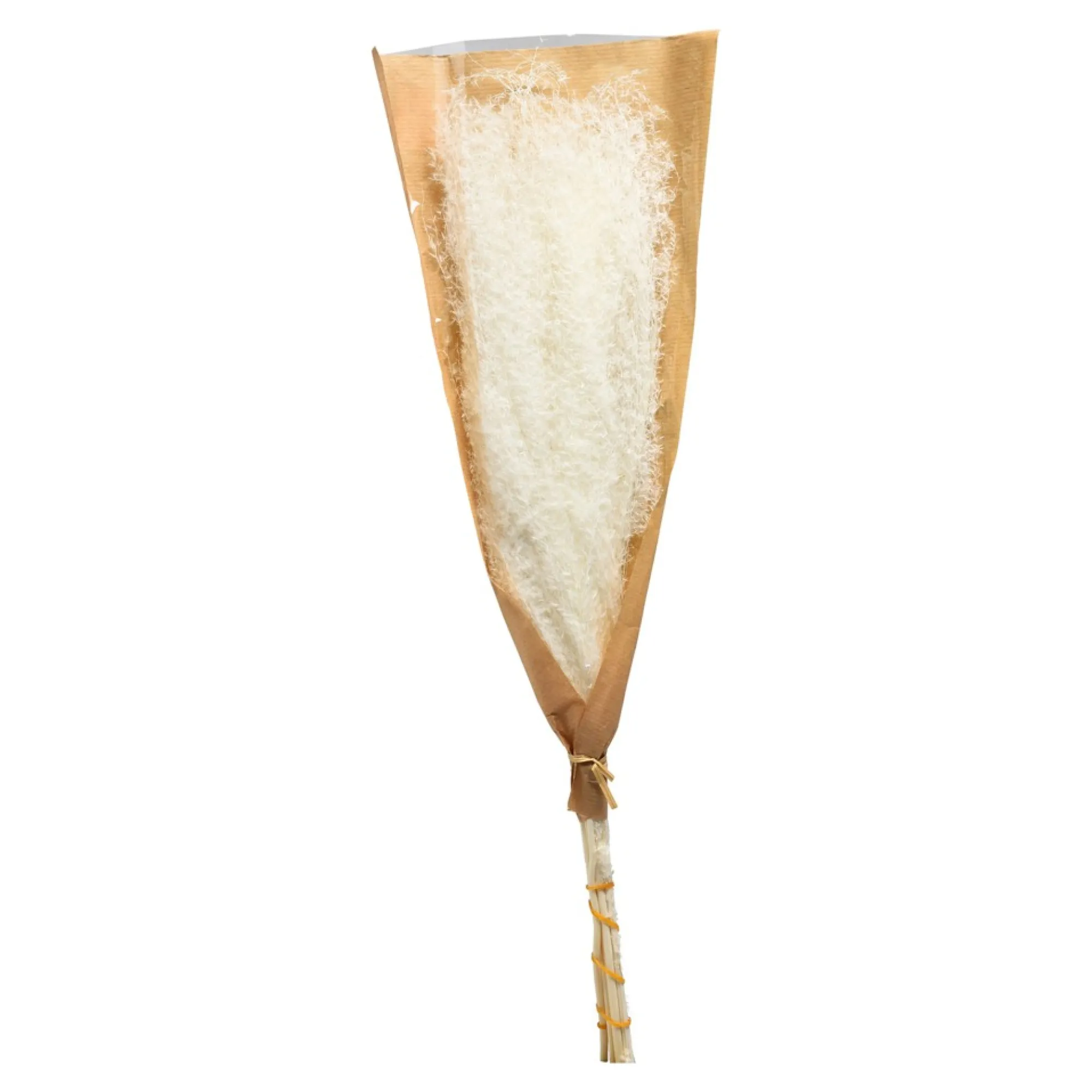 Clearance Fleur Seche Roseau Idées De Cadeaux