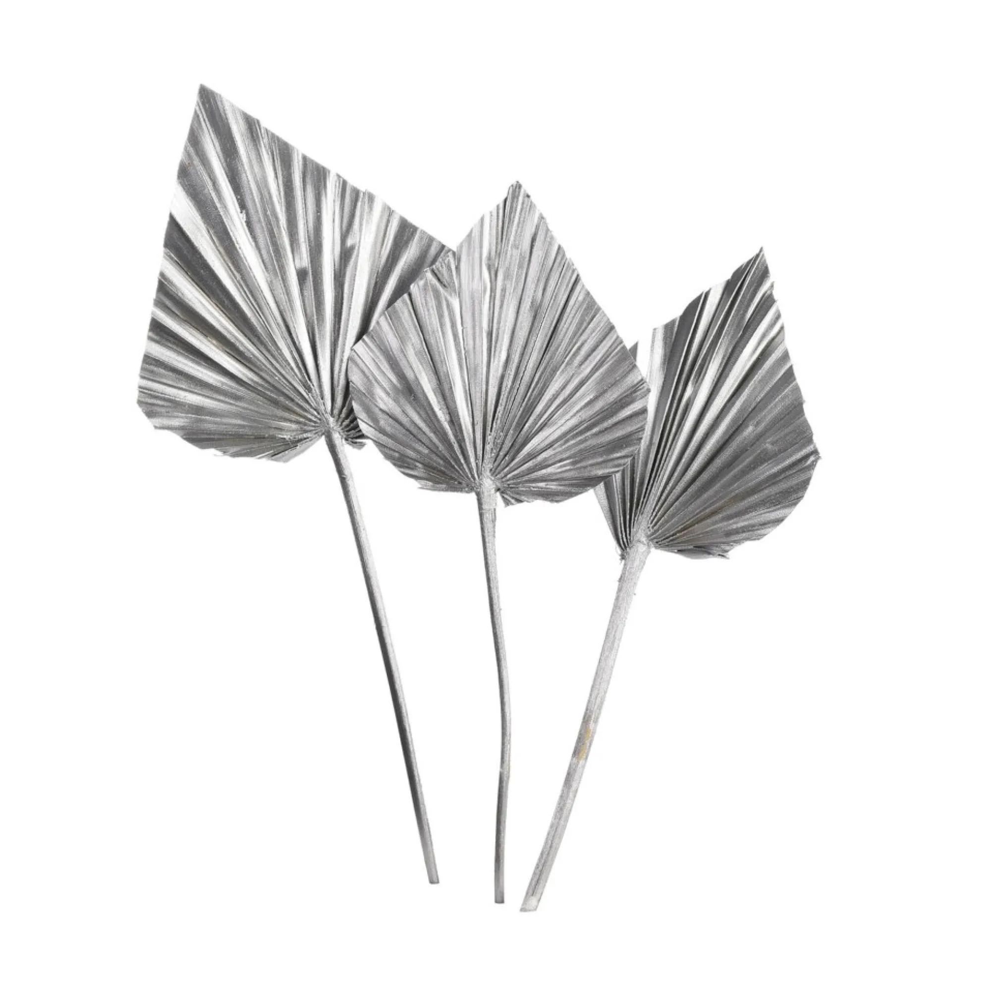 Best Sale Fleurs Sechees Palmleaf Idées De Cadeaux