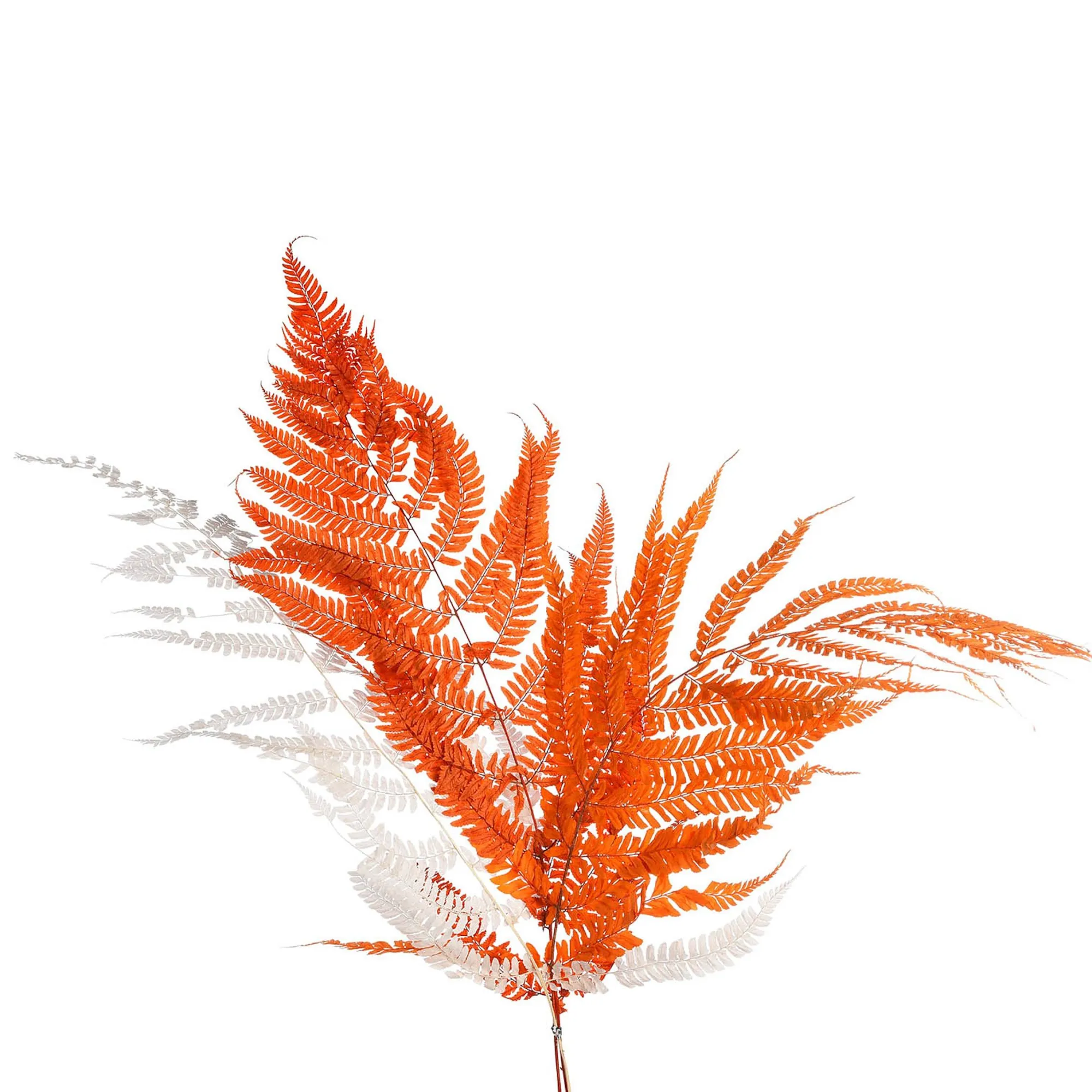 Store Fougere Branche Seche Fleurs Individuelles