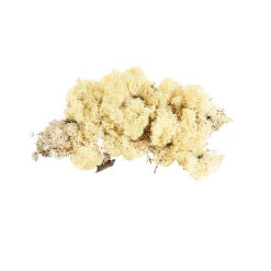 Sale Mousse De Renne Décorative Idées De Cadeaux