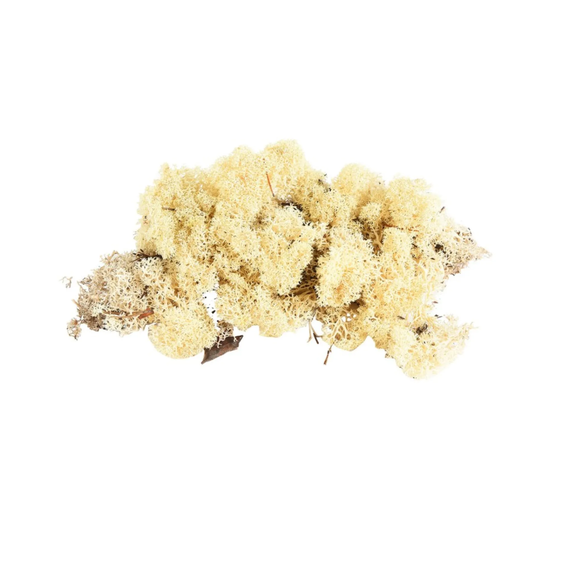 Sale Mousse De Renne Décorative Idées De Cadeaux