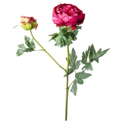Sale Pediculaire Artificiel Paonie Fleurs Individuelles